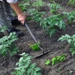 Weeding in July should be a top priority