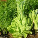 When it gets hot, cold-weather crops such as lettuce bolt, making the leaves taste bitter