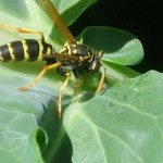 Insects become aggressive as the season winds down. Yellowjackets are especially a problem, and always be wary of ticks.