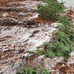 Your Christmas tree can have a second duty protecting tender plants