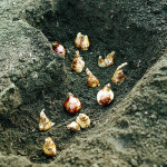 Digging a trench for bulbs ensures better drainage and placement control than planting each bulb individually