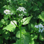 This is garlic mustard. It's a nasty invasive all across New England and it's in bloom this month.