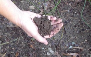soil moisture
