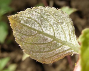 The underside of an infected impatiens leaf