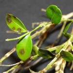Boxwood blight begins as small circular lesions on leaves