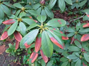 Leaf burn, as on this rhododendron, results when plants cannot replace water lost by winds and cold