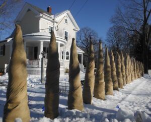 How to use burlap to wrap trees/plants for Christmas and winter