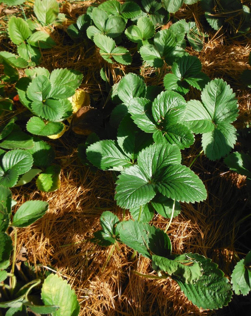 For winter protection, cover strawberries with a mulch of pine needles ...